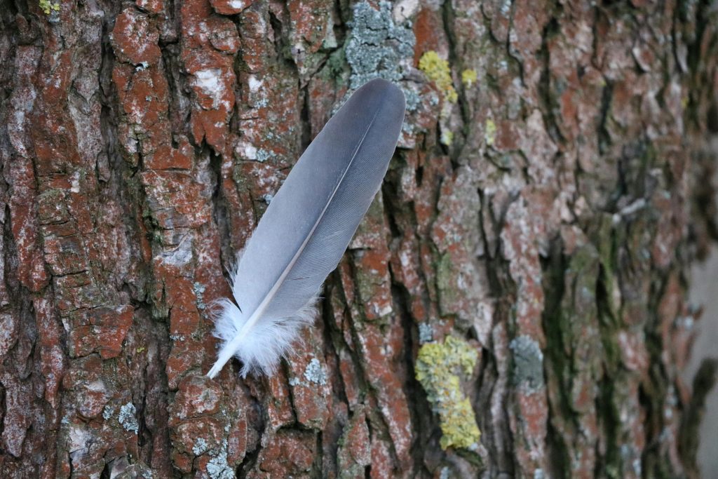 Feather on tree bark